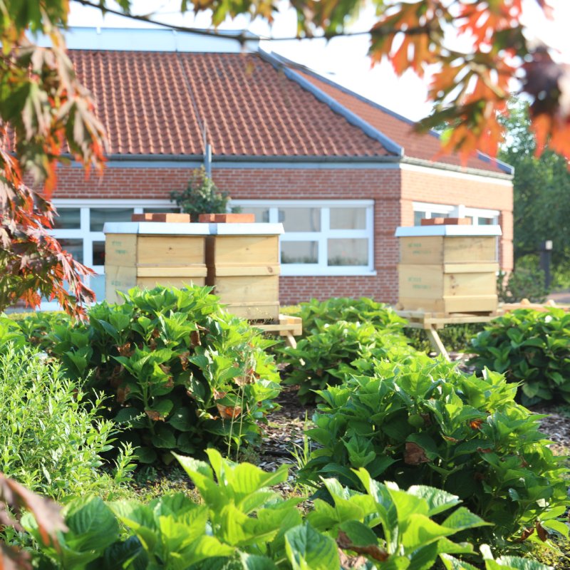Depesche Firmengebäude mit Wiese und Bienenstöcken